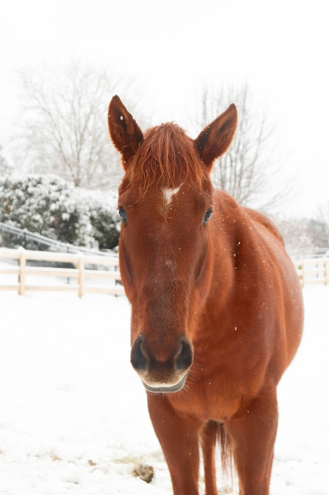 Les défis de l'hiver pour les chevaux